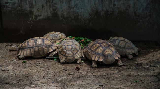 乌龟的生长周期多大正常