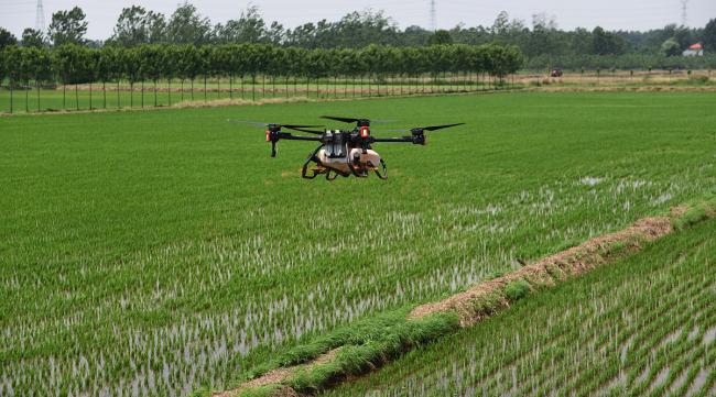 无人机播种水稻技术要求高吗