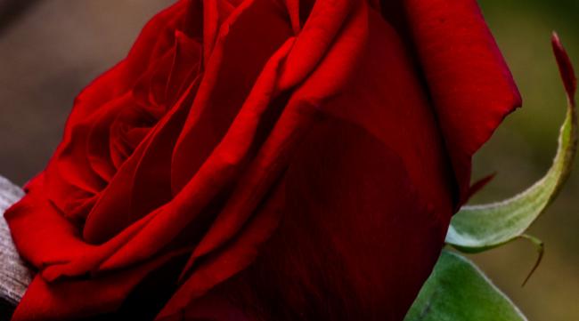 红的玫瑰花代表什么意思