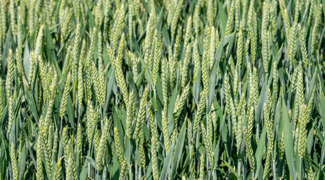 石农086小麦品种
