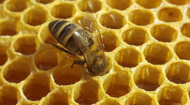 蜜蜂出去取蜜是怎么带回来的呢