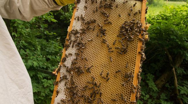 喜马拉雅蜂的养殖技术与方法