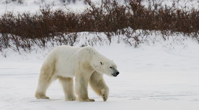 为什么俄罗斯被称为北极熊