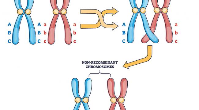 间期染色体名词解释