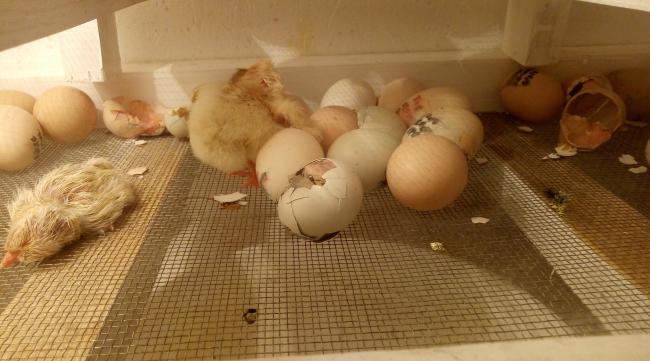 在家里怎么孵小鸡啊图片