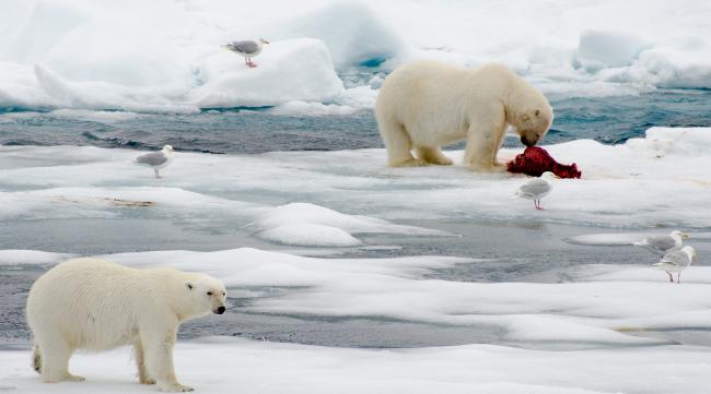北极熊为什么离开北极还能生存呢
