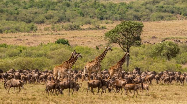 非洲热带草原动物迁徙时间