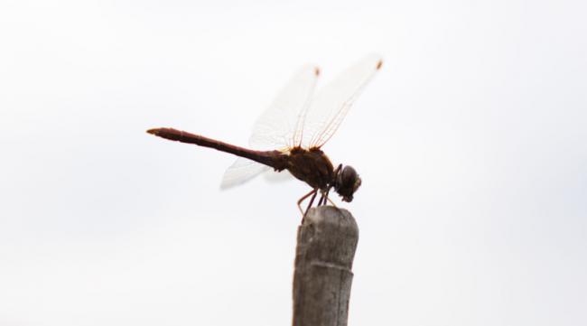 蜻蜓在日本意味着什么