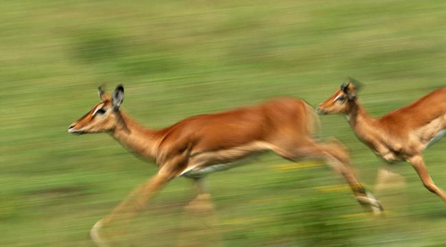 世界上什么动物跑的最快呀