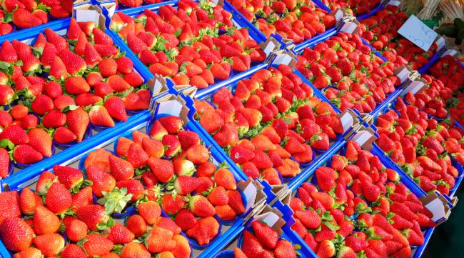草莓每棵产量