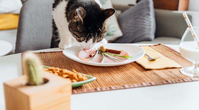 应该怎样搭配猫的食物吃