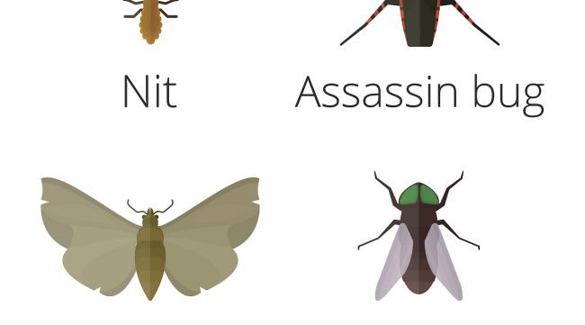英语里的昆虫怎么读语言解释呢