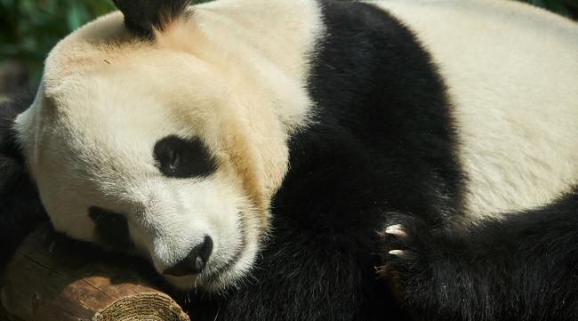 大熊猫有没有冬眠的奇迹呢
