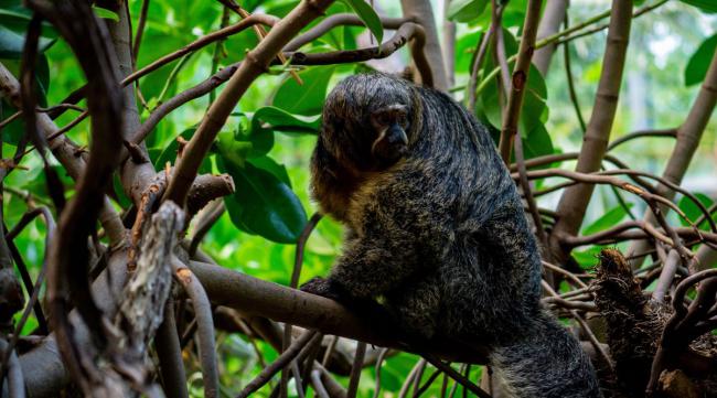 亚马逊森林有什么珍稀动物吗