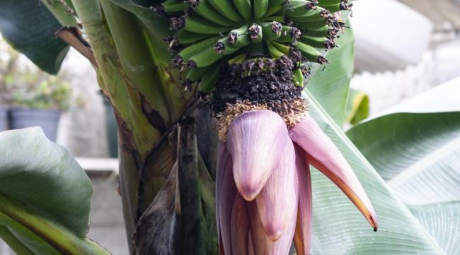 香蕉花蕾如何食用