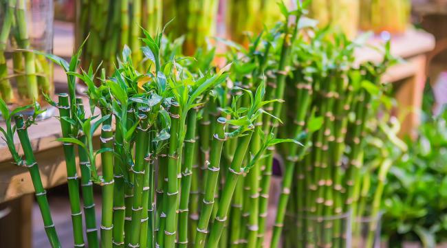 竹子的种养方法