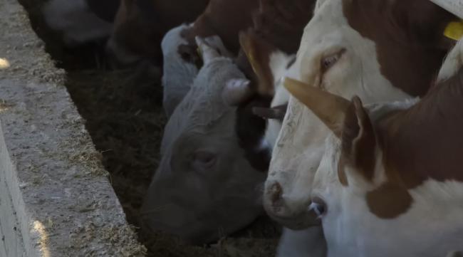 为什么养牛成本现在越来越高了