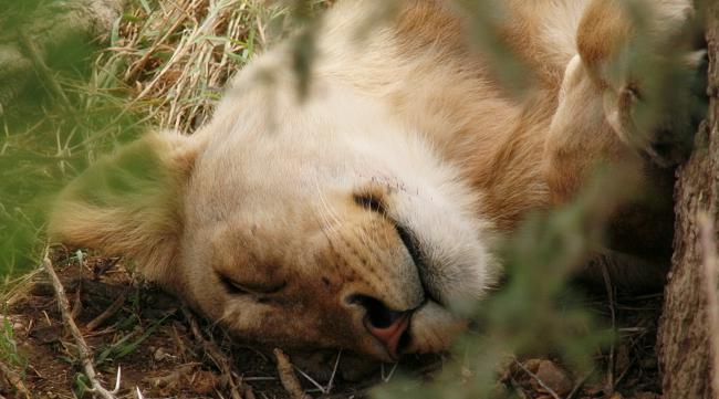 动物睡觉的方式有哪些种类