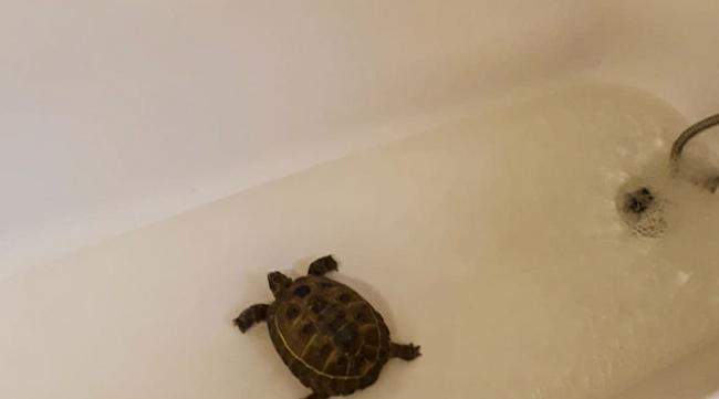怎样养龟不用换水