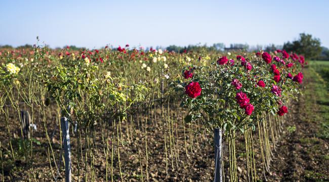 七彩玫瑰种植方法
