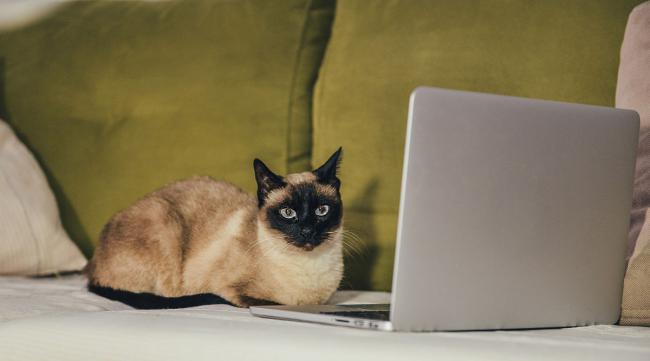用电脑上猫能连电视机吗