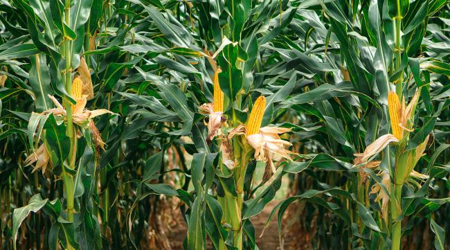 玉米种植公式