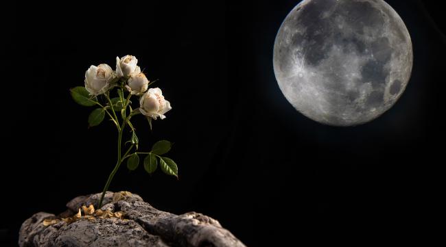月光下的花寓意是什么