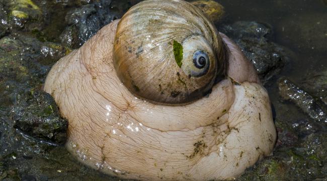 水蜗牛好吃吗