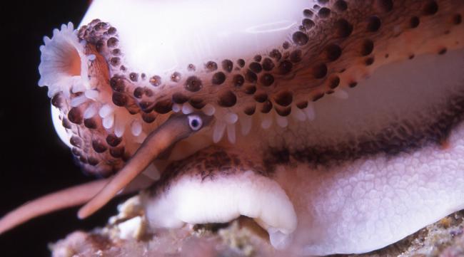 章鱼是如何交配和繁殖的呢
