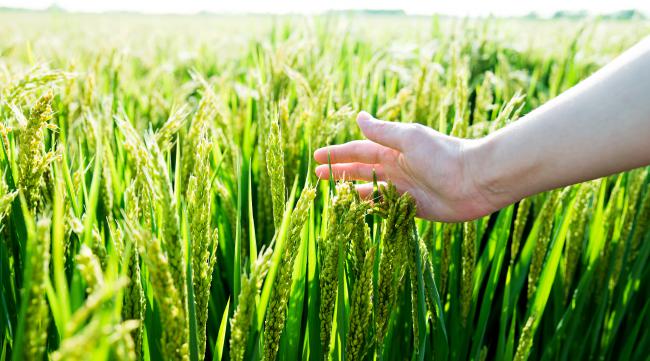 种植有机大米的市场前景如何呢