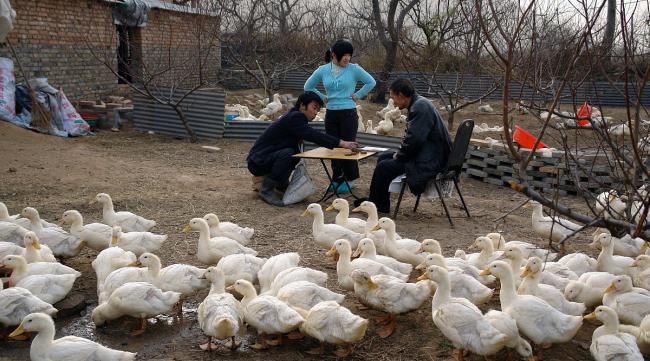 农村养鸡鸭怎么防止被人偷吃