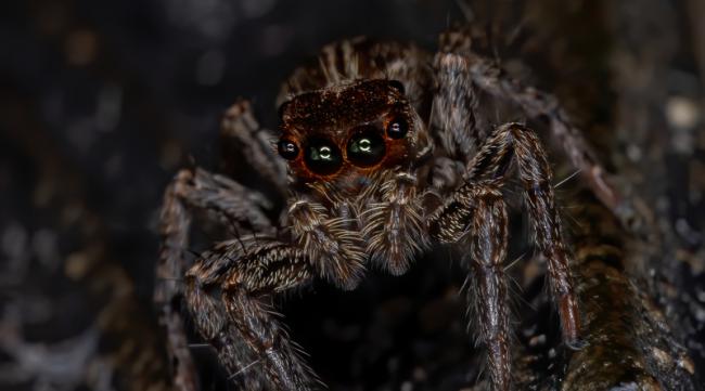 家里最可怕的10种蜘蛛
