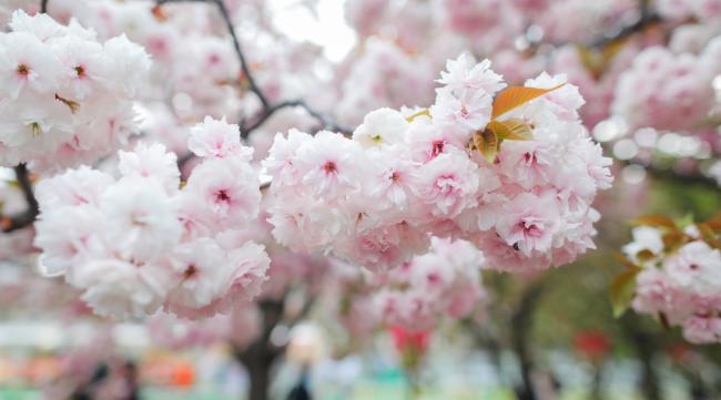 在日本,哪里的樱花是最好看的呢