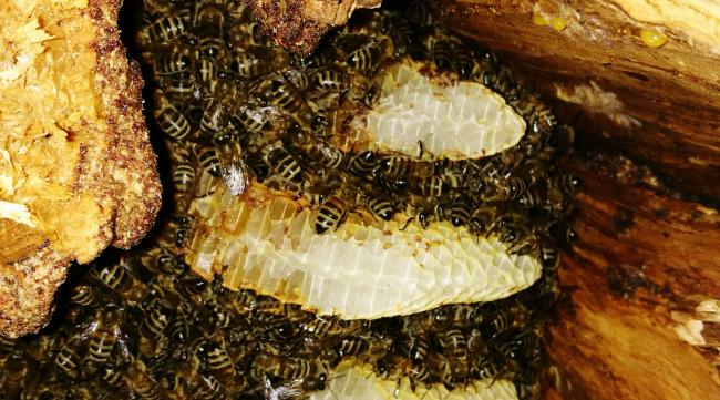 挖山洞养蜜蜂技术要求