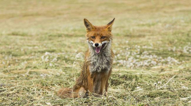 狐狸属于保护动物吗英语