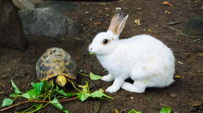 兔子比蜗牛快几倍