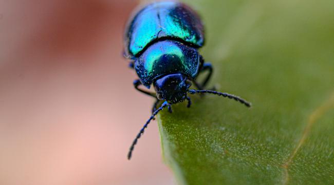 两只眼睛发绿光的昆虫叫什么