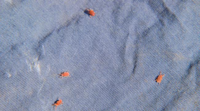 衣服上有小小的虫子是什么