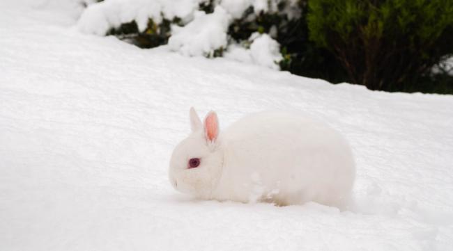 兔子雪人怎么做