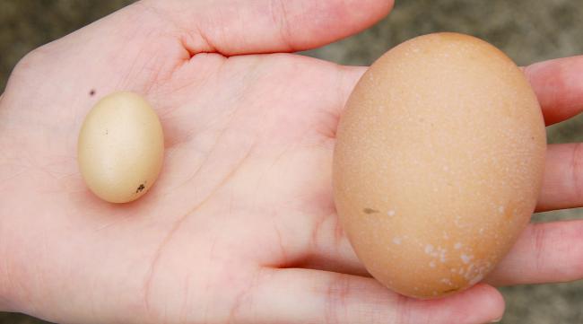 怎么孵蛋最快方法图解