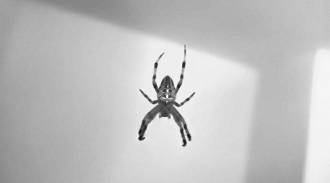 房间驱走蜘蛛的最佳方法是