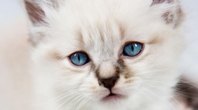 小猫眼睛多久变正常色彩